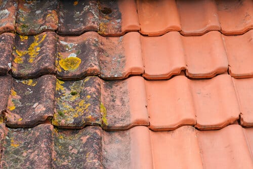 Maintained tile roof vs growing moss tile roof